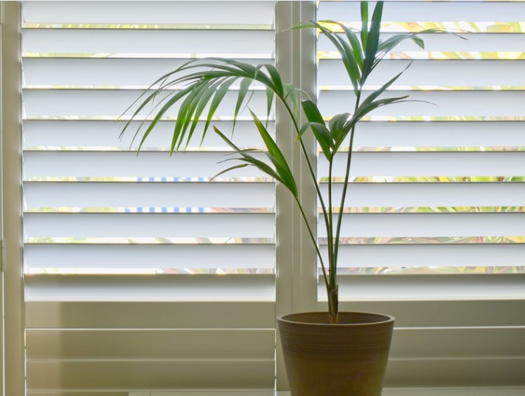 Blog » A potted palm plant sits on a ledge in front of white plantation shutters, with soft light filtering through the open horizontal slats.
