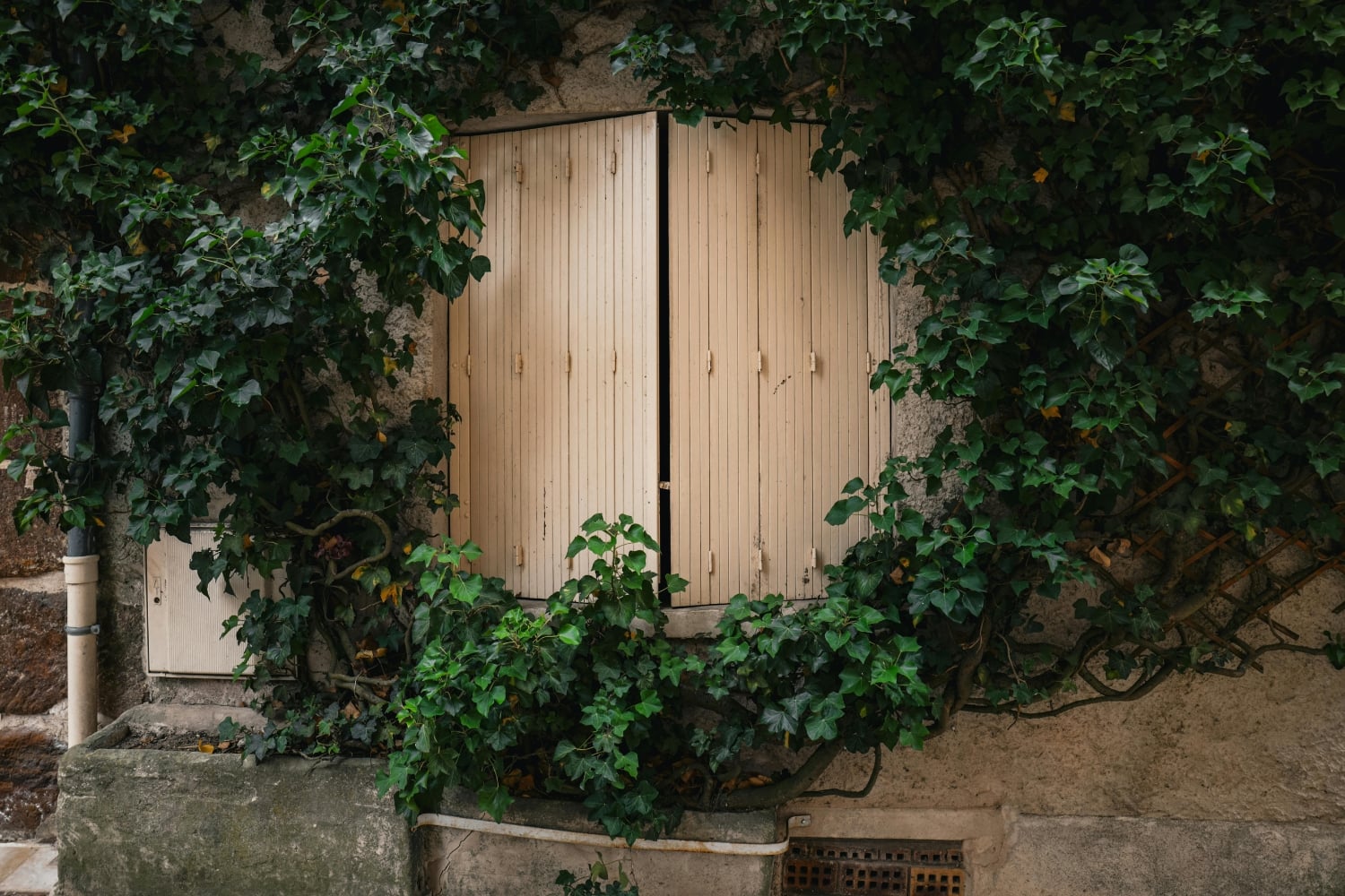 Blog » Closed light beige wooden shutters are surrounded by thick green ivy growing on an old stone wall.